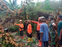 Pusdalops BPBD Jember Gerak Cepat Tangani Dampak Angin Kencang di Beberapa Kecamatan