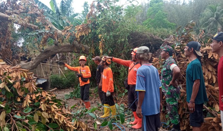Pusdalops PB BPBD Jember bersikap mengevakuasi pohon tumbang. (Foto: Dokumentasi Pusdalops PB BPBD Jember)