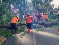BPBD Jember Evakuasi Pohon Tumbang di Sumberwaru