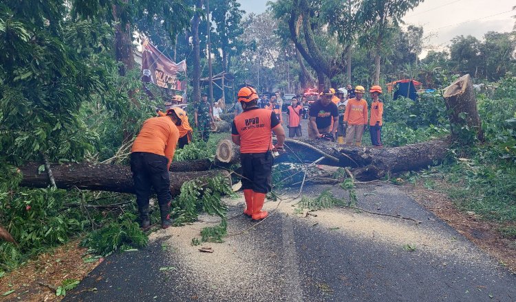 BPBD Jember dan pihak terkait mengevakuasi pohon tumbang akibat angin kencang di Sumberwaru, Senin (9/9/2024). (Foto: Dokumentasi Pusdalops BPBD Jember)
