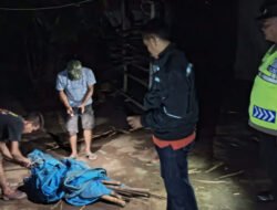 Polisi Bongkar Arena Sabung Ayam di Ngronggot, Nganjuk!