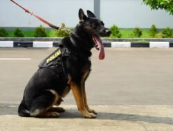 5 Anjing K9 Andalan Polri: Ungkap Kejahatan Narkoba, Tangkap DPO, hingga Penjaga Keamanan Negara