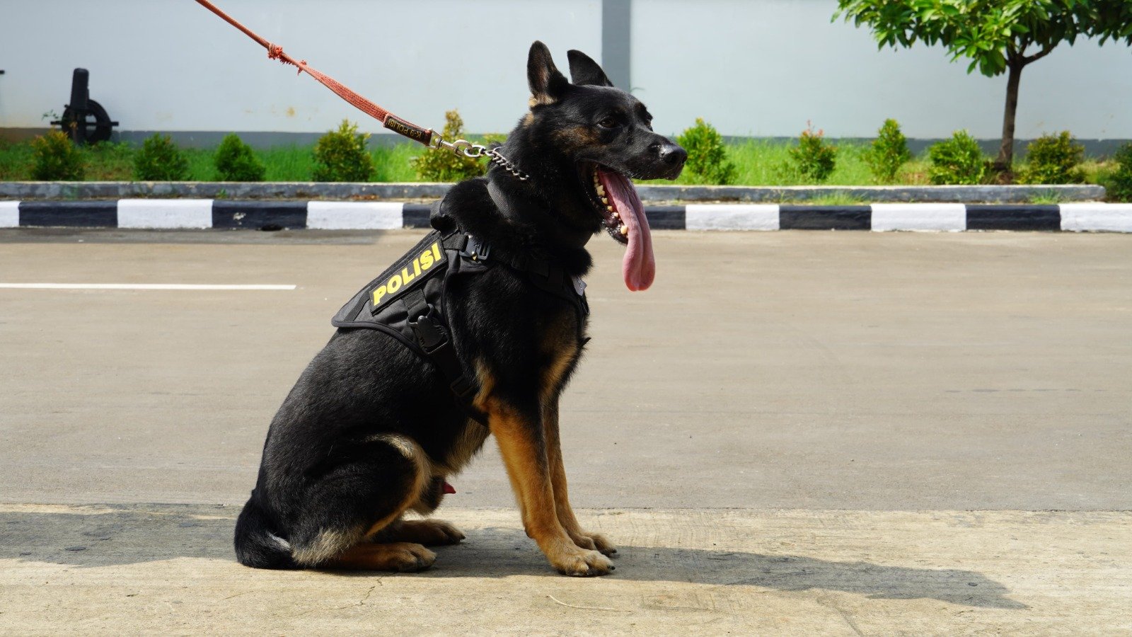 Anjing K9 Andalan Polri, pengungkap kejahatan. (Foto: Istimewa)