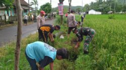 Unsur Muspika Mumbulsari Jember dan warga setempat gotong-royong membersihkan irigasi di Desa Karangkedawung, Jumat (13/12/2024). (Foto: Istimewa)
