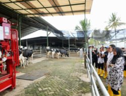 Produksi Modern! Peternakan di Banyuwangi Hasilkan 32 Ton Susu Segar per Hari