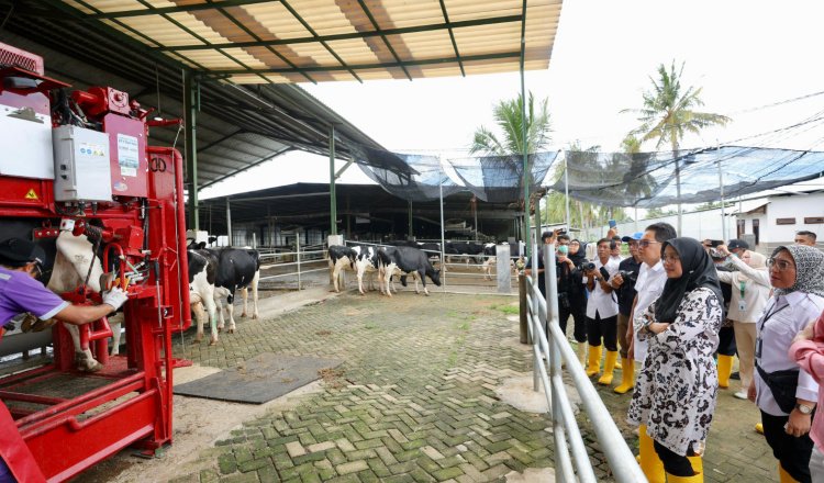 Bupati Banyuwangi meninjau peternakan yang dikelola PT Bumi Rojo Koyo, Senin (23/12/2024). (Foto: Dokumentasi Diskominfo Banyuwangi)
