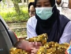 Geger! Petani Jember Temukan Bayi Masih Hidup di Sawah