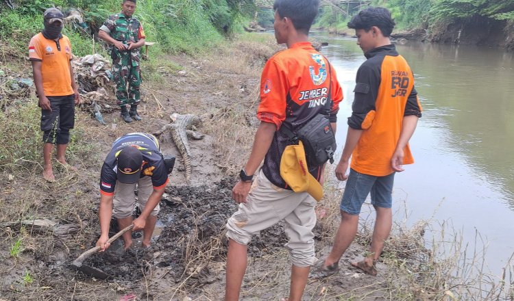 Proses penguburan bangkai buaya di area sungai Bondoyudo Kencong. (Foto: Istimewa)