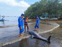 Warga Temukan Ikan Lumba-Lumba Mati di Pantai Kampung Kerapu Situbondo
