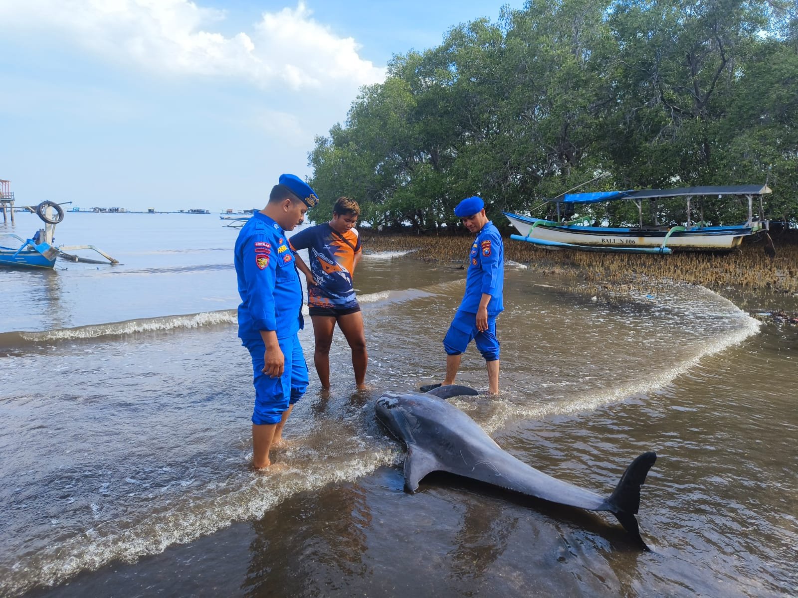 Anggota Polaulirud Polres Situbondo mengevakuasi ikan lumba-lumba yang mati di pantai Kampung Kerapu. (Foto: Humas Polres Situbondo for zonaindonesia.co.id)