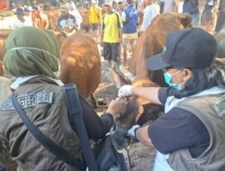 Ratusan Sapi di Situbondo Terpapar PMK, Disnakkan Tutup Sementara Tiga Pasar Hewan