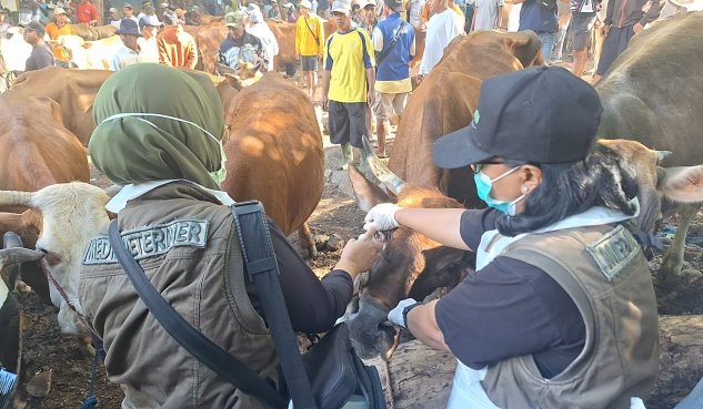 Petugas Disnakkan saat mengecek sapi di Pasar Hewan Situbondo. (Foto: Dokumentasi Disnakkan Situbondo)