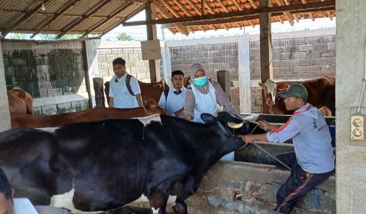 Petugas Disnakkan menyuntikkan vaksin PMK ke sapi warga. (Fathur Rozi/zonaindonesia.co.id))
