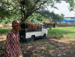 Pasar Sapi di Jember Sepi Sejak PMK Melanda