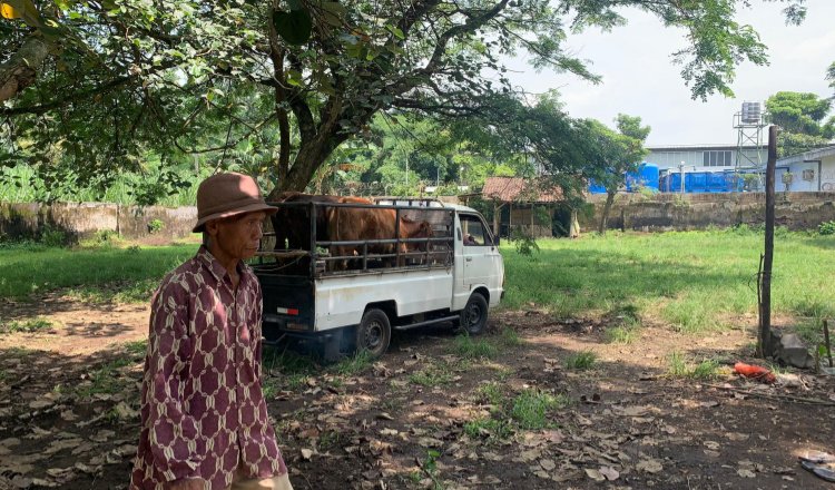 Pasar sapi terlihat sepi sejak wabah PMK merebak, Sabtu (18/1/2025).