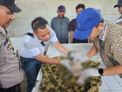 Mayat Bayi Ditemukan di Saluran Irigasi Desa Darungan, Jember