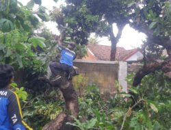 Pohon Mangga di Situbondo Tumbang Timpa Rumah Warga, Kerugian Capai Rp20 Juta