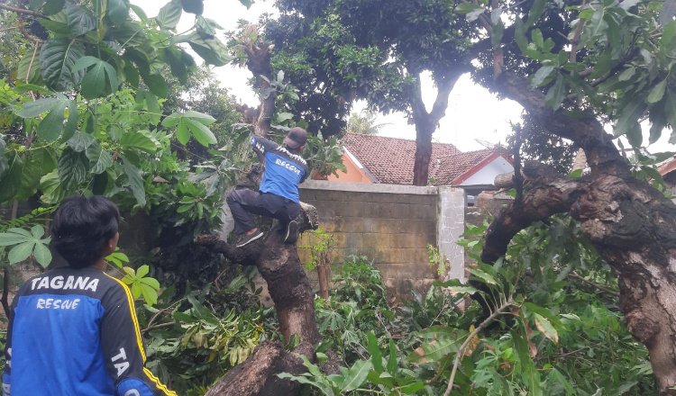 Tim Tagana memotong pohon tumbang yang menimpa rumah warga, Kamis (30/1/2025). (Foto: Dokumentasi Pusdalops BPBD Situbondo)