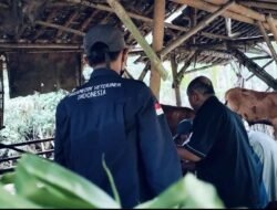 Kades Mrawan Gandeng Dinas Peternakan Jember Antisipasi Penyebaran PMK pada Ternak
