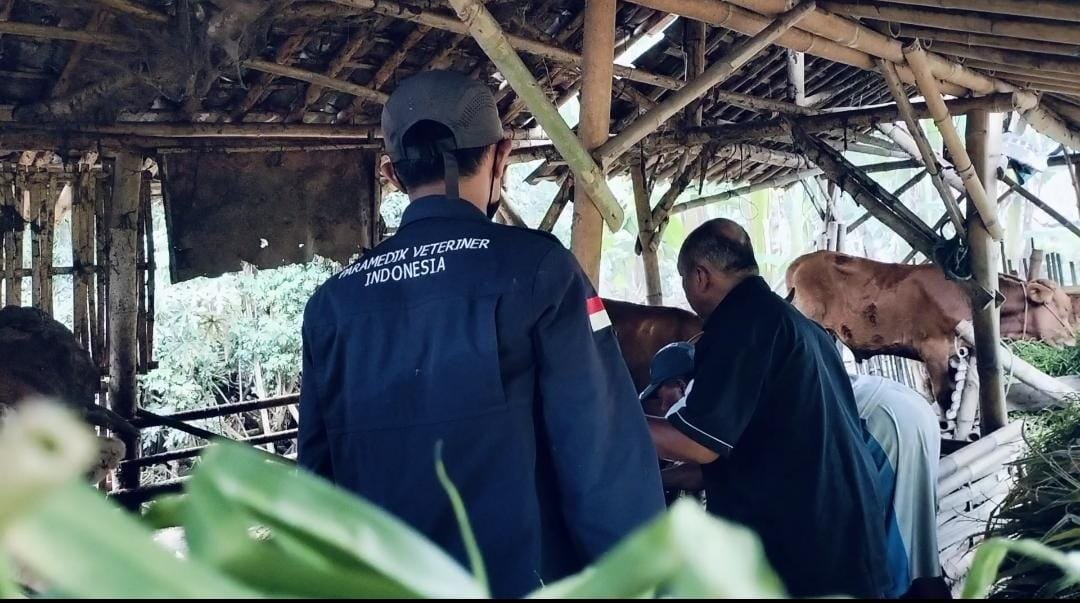 DKPP Kabupaten Jember mem-vaksin salah satu ternak di Desa Mrawan. (Foto: Teamwork)