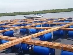 Tahun 2025, Balad Grup Budidaya 10 Juta Ekor Lobster di Teluk Pangelek Sumenep