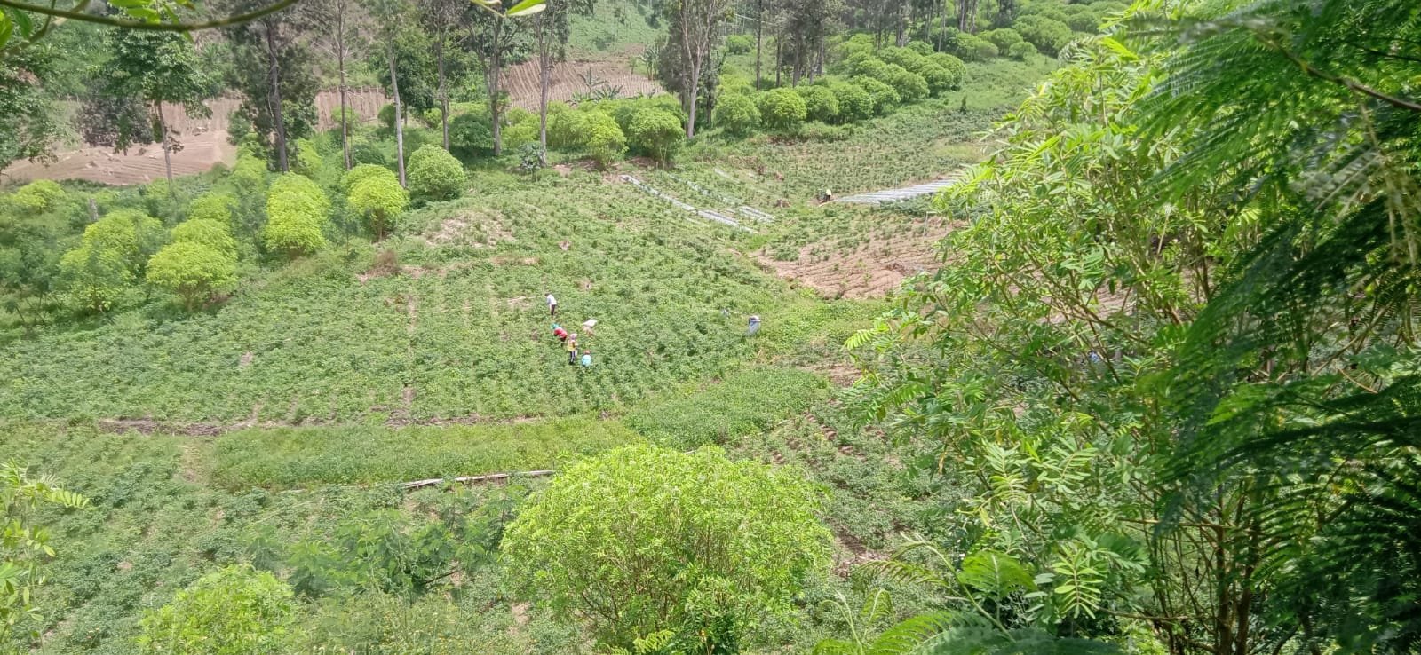 Lahan PTPN I Regional 5 Bondowoso. (Foto: Teamwork)