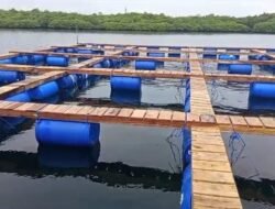 Balad Grup Bakal Budidaya Lobster di Gugusan Teluk Kangean Sumenep Madura