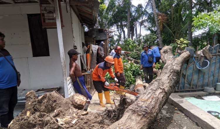 BPBD Situbondo memotong pohon tumbang akibat diterpa angin kencang. (Foto: Pusdalops-PB BPBD Situbondo)