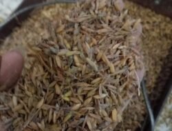 Bulog Jember Imbau Petani Jaga Kualitas Gabah yang Dikirim ke Gudang