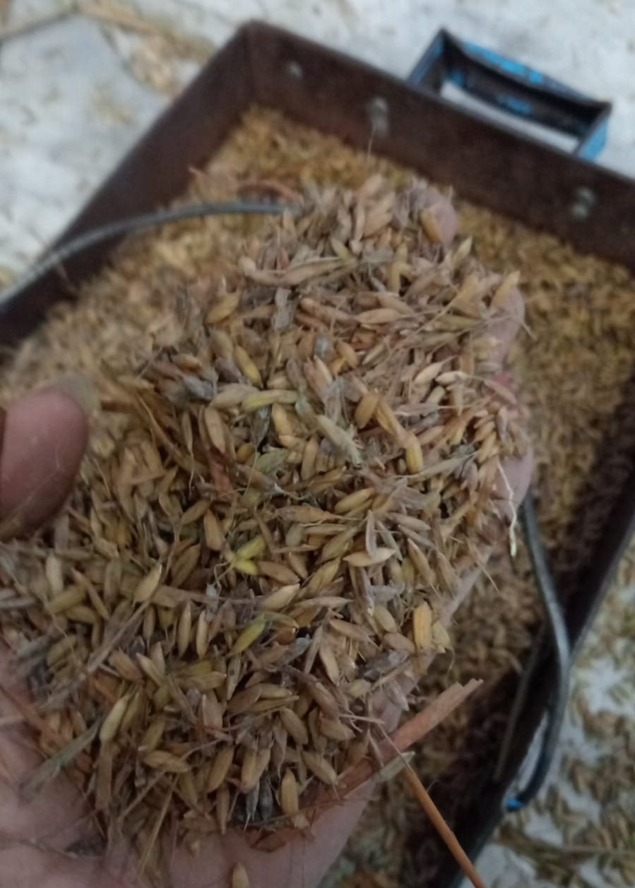 Gabah kualitas buruk dari petani yang dikirim ke gudang Bulog Jember. (Foto: Istimewa)