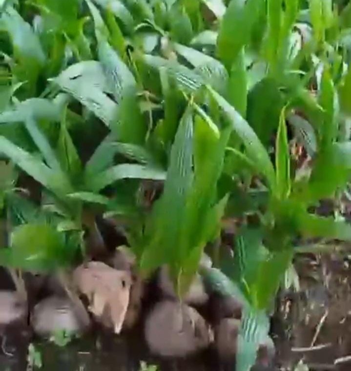 Bibit kelapa RAKESA yang siap dipanen. (Foto: Tangkapan layar video dokumentasi)