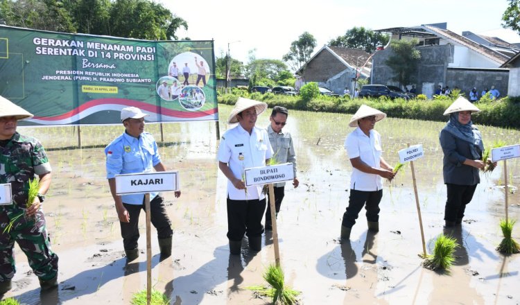 Pemkab Bondowoso melaksanakan tanam padi serentak, Rabu (23/4/2025). (Foto: Istimewa)