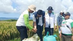 Bulog Jember Borong Padi Petani di Dukuhdempok, Harga Rp6.500 per Kilogram