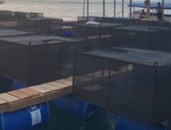 Balad Grup Pasang Target Budidaya Dua Miliar Benih Lobster di Pulau Kangean Sumenep