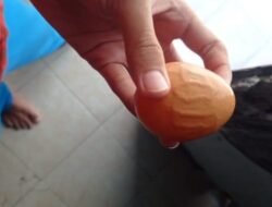 Masyaallah! Warga Jember Temukan Telur Bertuliskan Lafaz Allah