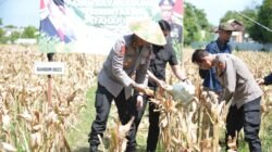 Polres Situbondo dan Pemerintah Daerah Kembangkan Bibit Jagung Bhayangkara