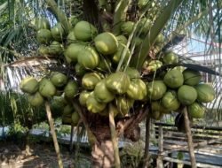 Pengusaha Situbondo Ajak Masyarakat Kangean Kerjasama Penanaman Kelapa Genjah Enthok