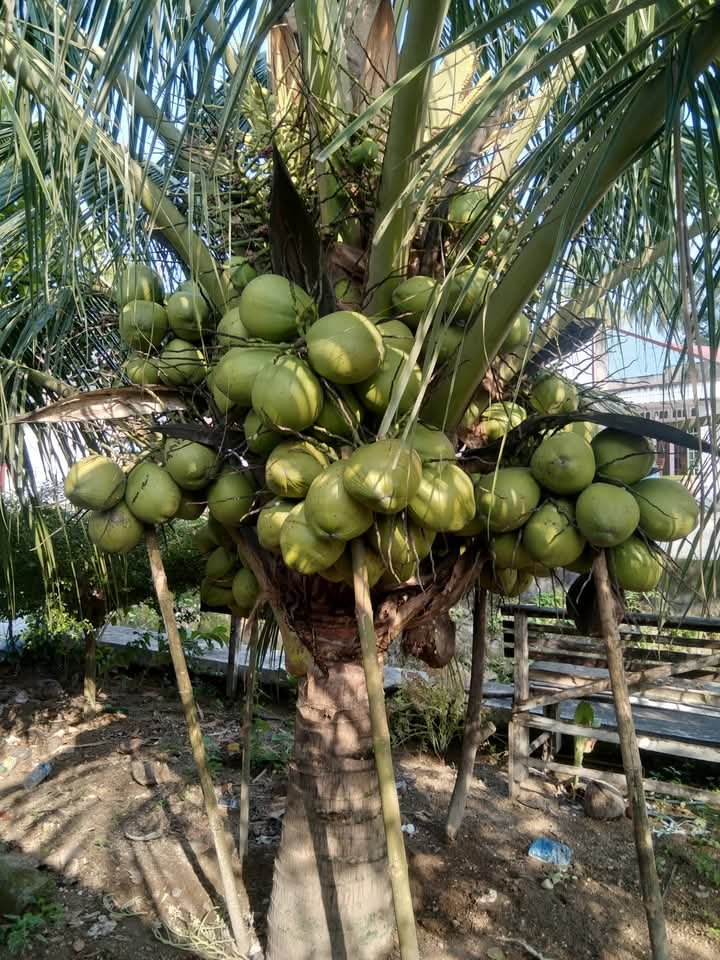 Pohon kelapa jenis genjah enthok milik PT Rakesa. (Foto: Istimewa)