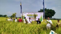 Serapan Gabah dan Beras Bulog Jember Tertinggi se-Jawa Timur, Tembus 103 Persen dalam 3 Bulan