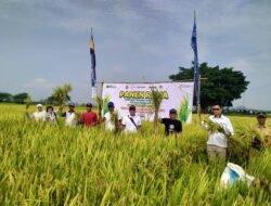 Serapan Gabah dan Beras Bulog Jember Tertinggi se-Jawa Timur, Tembus 103 Persen dalam 3 Bulan