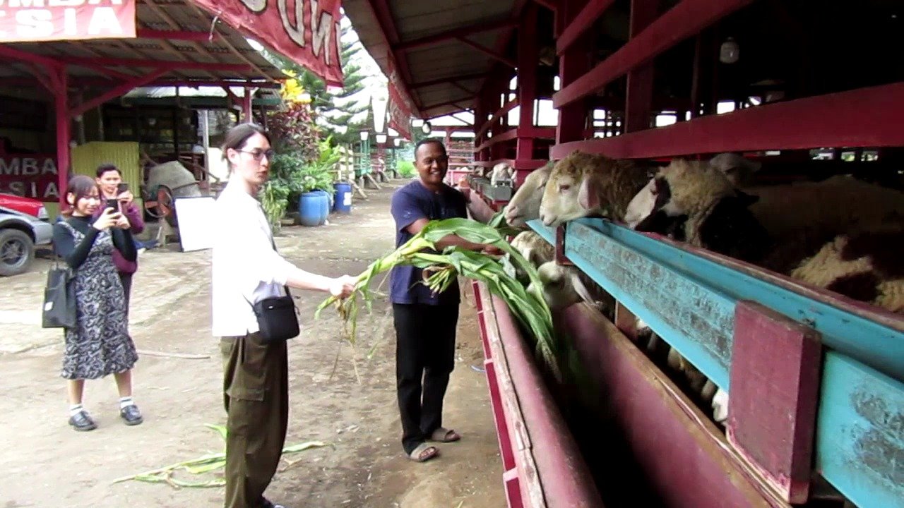 Wisatawan asal Jepang menjulurkan pohon jagung kepada kambing ternak. (Foto: Istimewa)