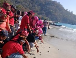 KPH Jember Lepas 250 Tukik dan 300 Burung Perkutut di Pantai Papuma