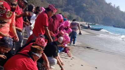 Detik-detik KPH Jember melepas tukik di Pantai Papuma, Senin (18/8/2025). (Foto: Istimewa - zonaindonesia.co.id)