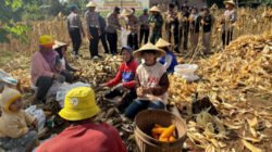 Warga Trenggalek memanen jagung. (Foto: Humas Polres - Zona Indonesia)