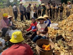 Trenggalek Panen Raya Jagung, 2 Ton Siap Penuhi Pasar