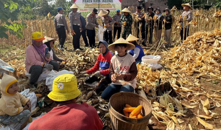 Warga Trenggalek memanen jagung. (Foto: Humas Polres - Zona Indonesia)