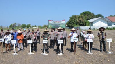 Bulog Bidik Serap 12 Ribu Ton Jagung Petani Situbondo hingga Akhir 2025
