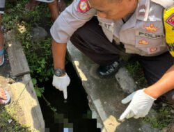 Geger! Warga Jember Temukan Bayi di Selokan: Masih Ada Ari-Arinya!
