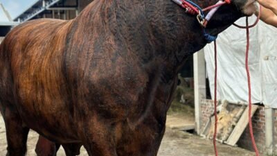 Gus Fawait Dorong Kebangkitan Ekonomi Rakyat Lewat Festival Sapi Jatim 2025