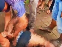 Kejar-kejaran Lewat Sawah, Terduga Pencuri Motor di Jember Tertangkap Warga: Diamuk Massa hingga Diikat!